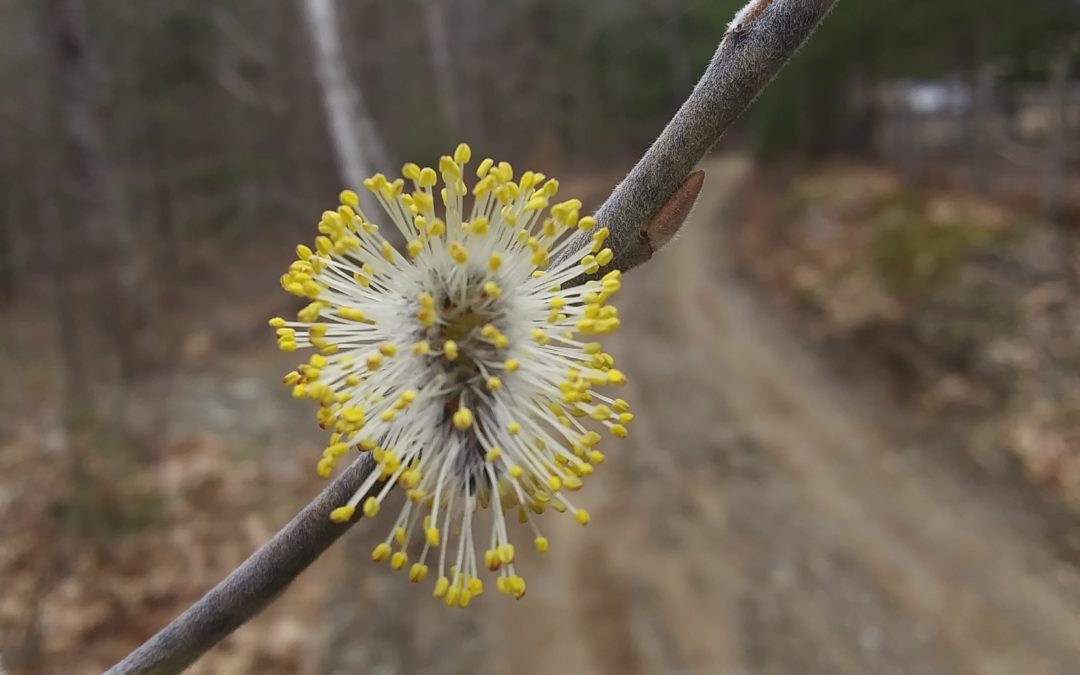 Spring in the Wildlands
