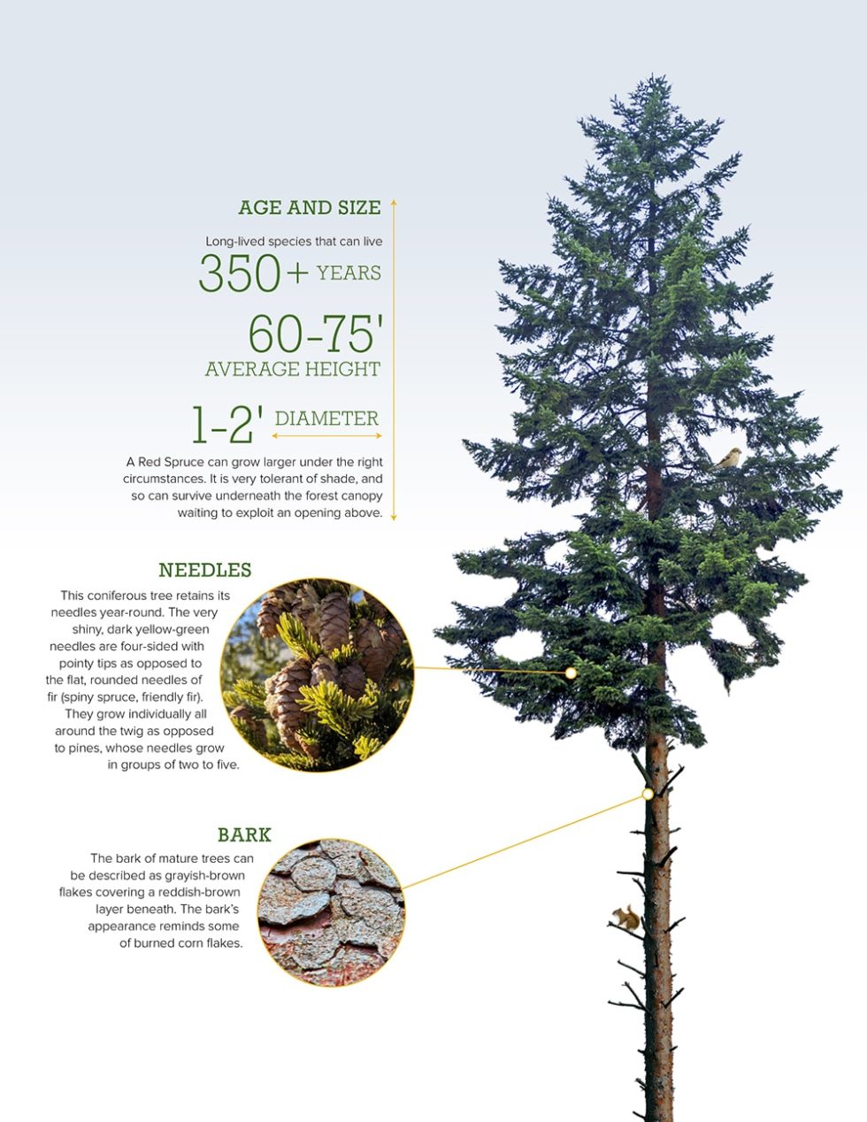 2 Conifers | Great Pond Mountain Conservation Trust